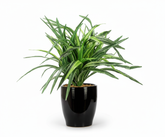 Artificial Dracaena Bonsai Tree - 11in